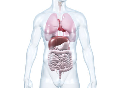 Innere Organe Internistische Versorgung